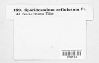 Stegonsporium cellulosum image